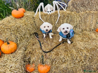 Poochon dogs - Advert 31