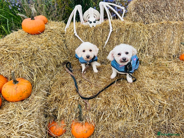 Poochon dogs - Advert 1