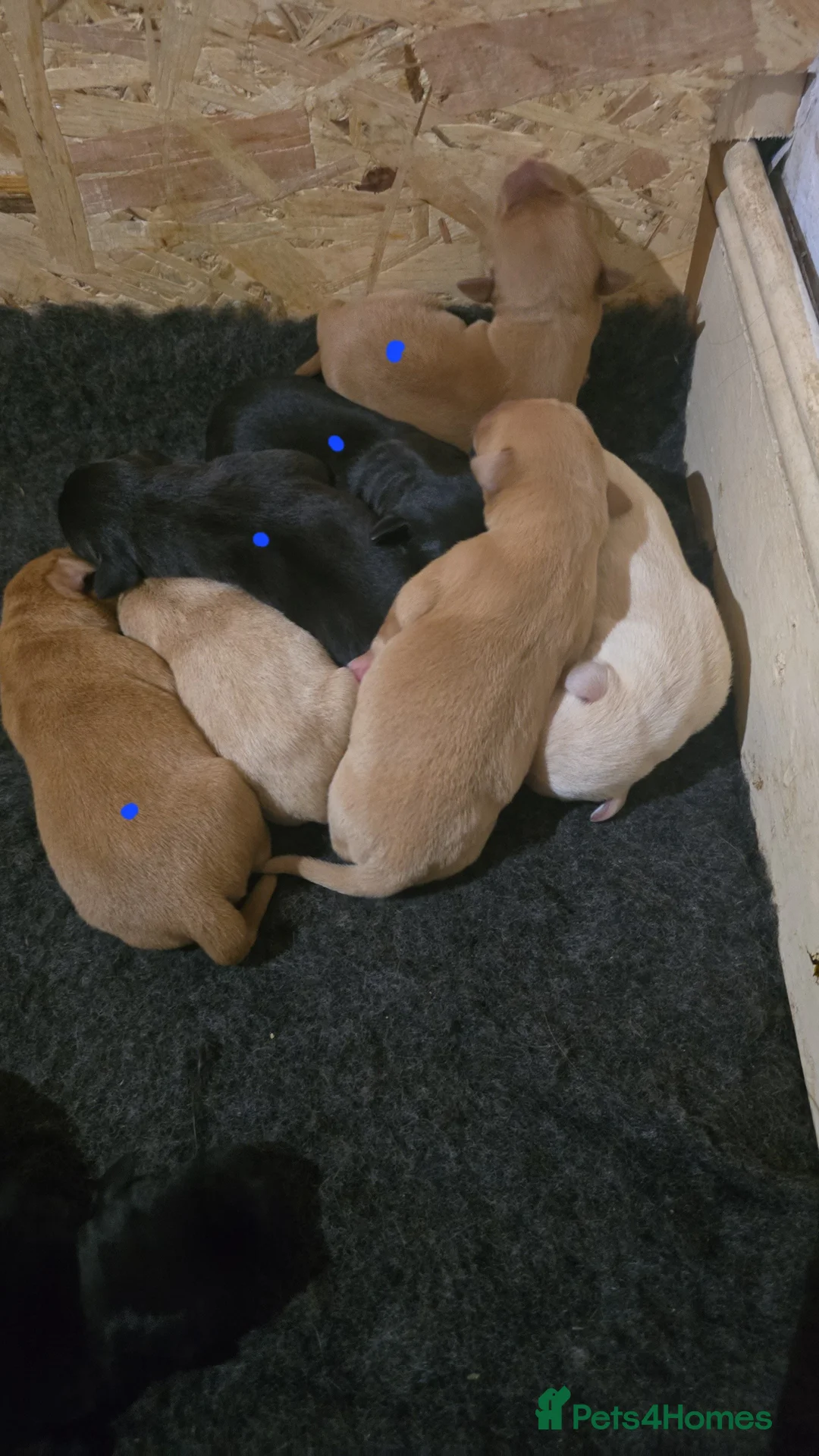 Labrador Retriever dogs for sale: 5 labrador puppies  - Advert 20