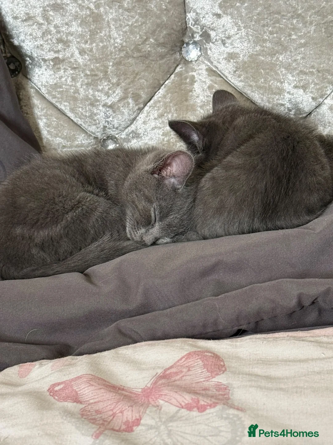 British Shorthair cats for sale: 2 adorable Grey 9 week old male kittens - Advert 1
