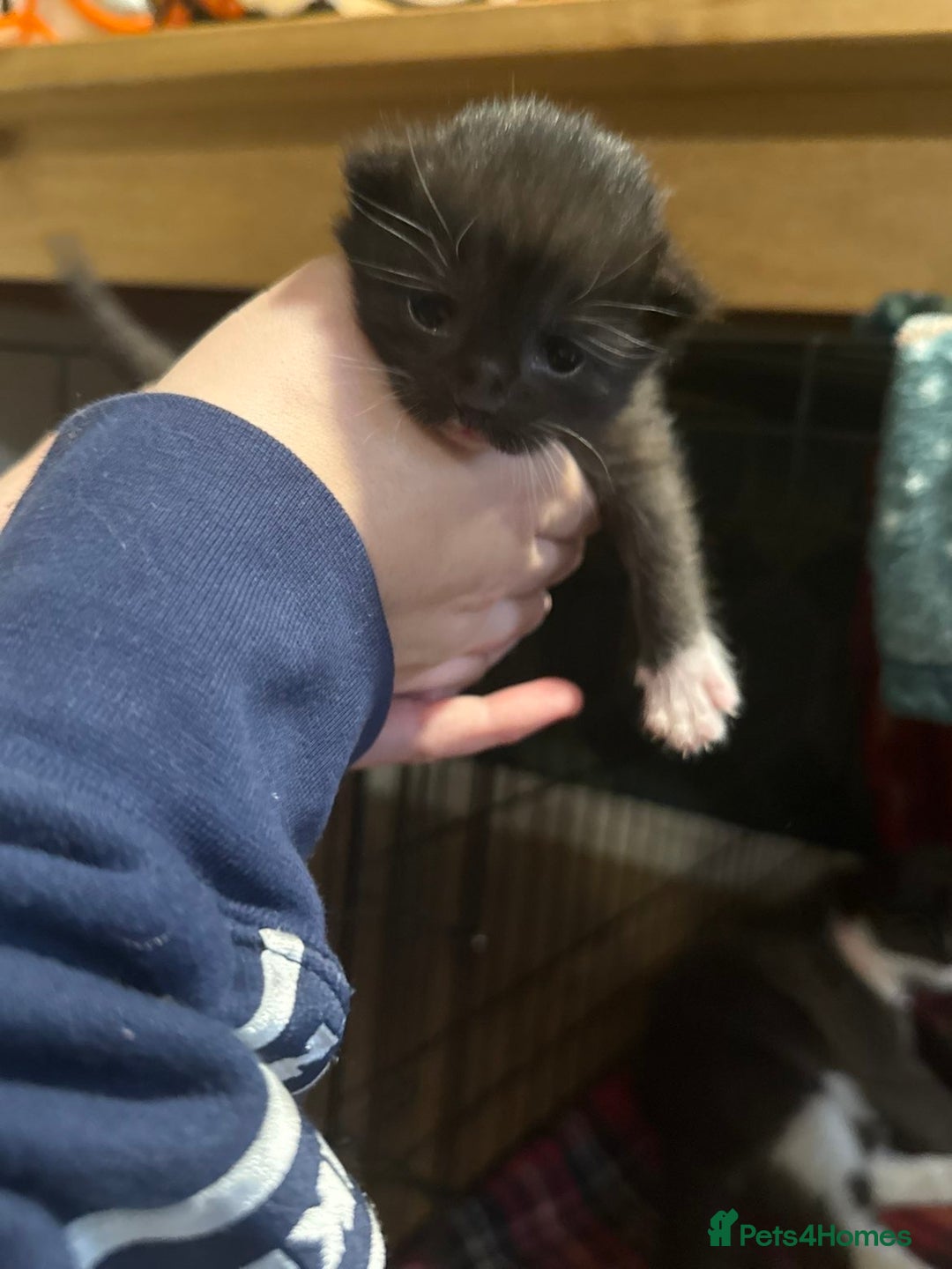 Mixed Breed cats for sale: Male kitten  - Image 2