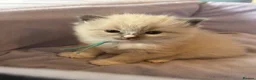 Ragdoll cats for sale: 4 beautiful ragdoll kittens  - Advert 4
