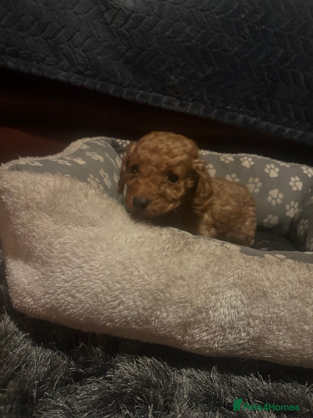 Cockapoo dogs for sale: F3 cockapoo puppies  - Advert 14