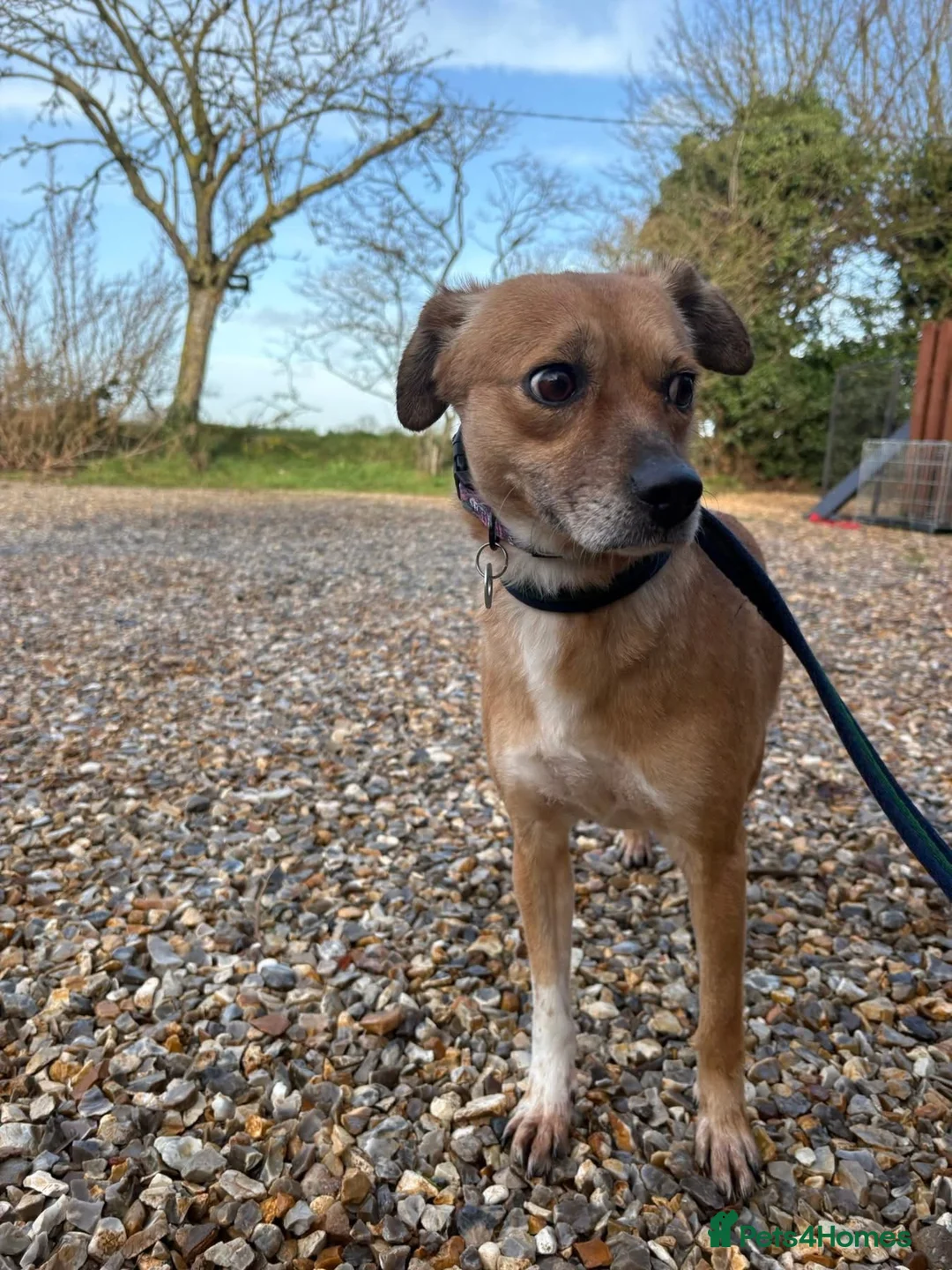 Mixed Breed dogs for adoption: Hazel - Norwich Norfolk  - Advert 11