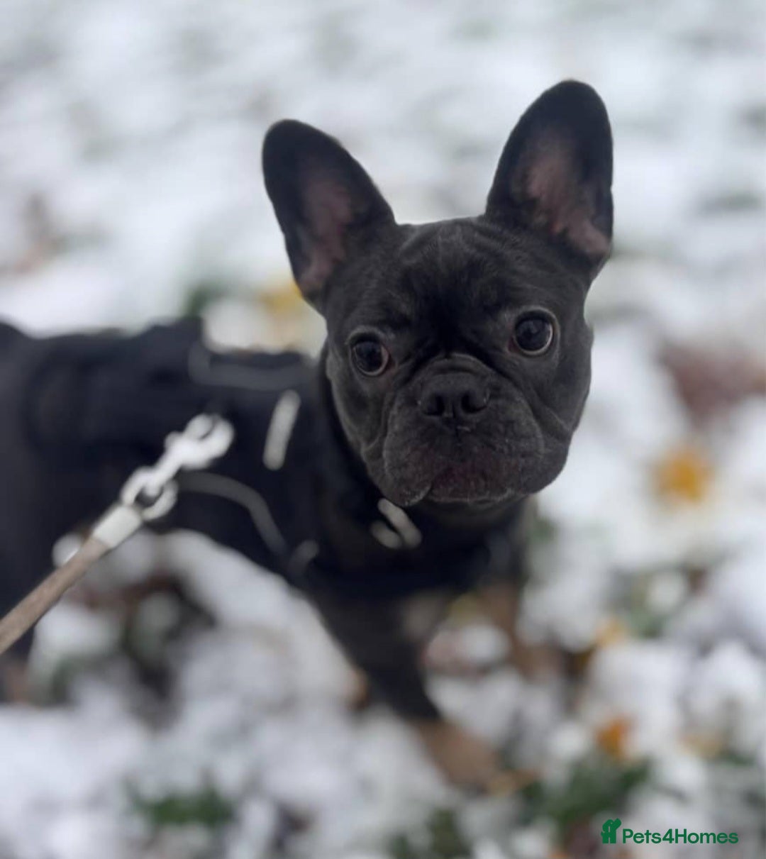 French Bulldog dogs French Bulldog Girl – Loving Home Wanted  - Advert 4