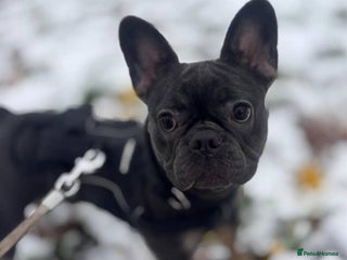 French Bulldog dogs French Bulldog Girl – Loving Home Wanted - Advert 2