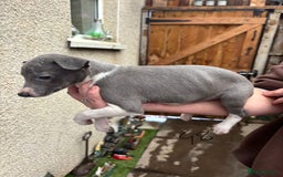 Whippet dogs for sale: Whippet pups x14 - Advert 16