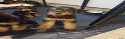 Airedale Terrier dogs for sale: Airedale terrier puppies  - Advert 11