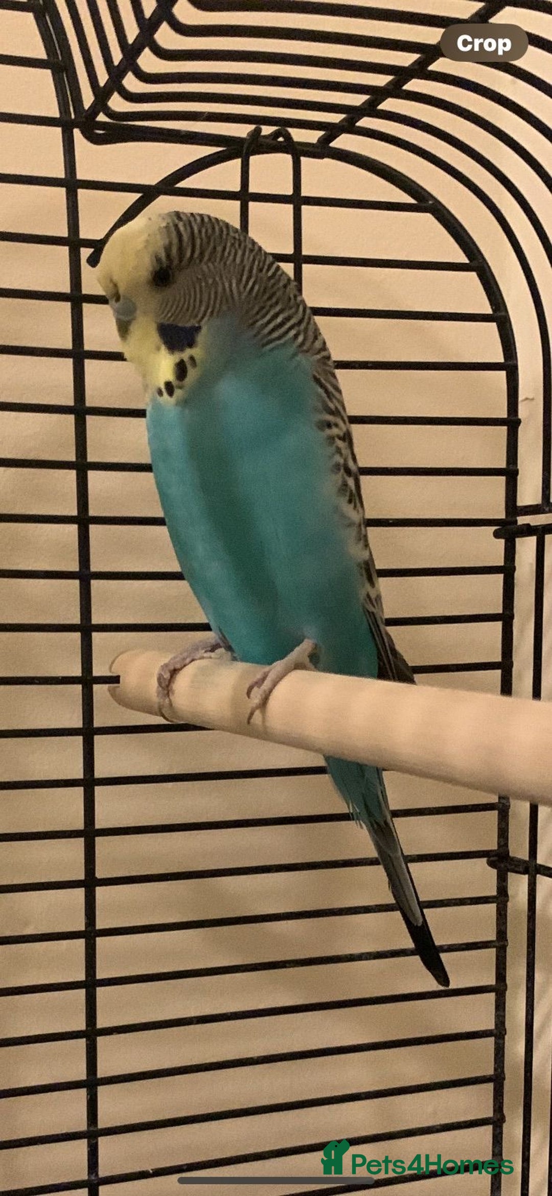 Canaries birds for sale: Budgies canaries zebra finches  - Image 6