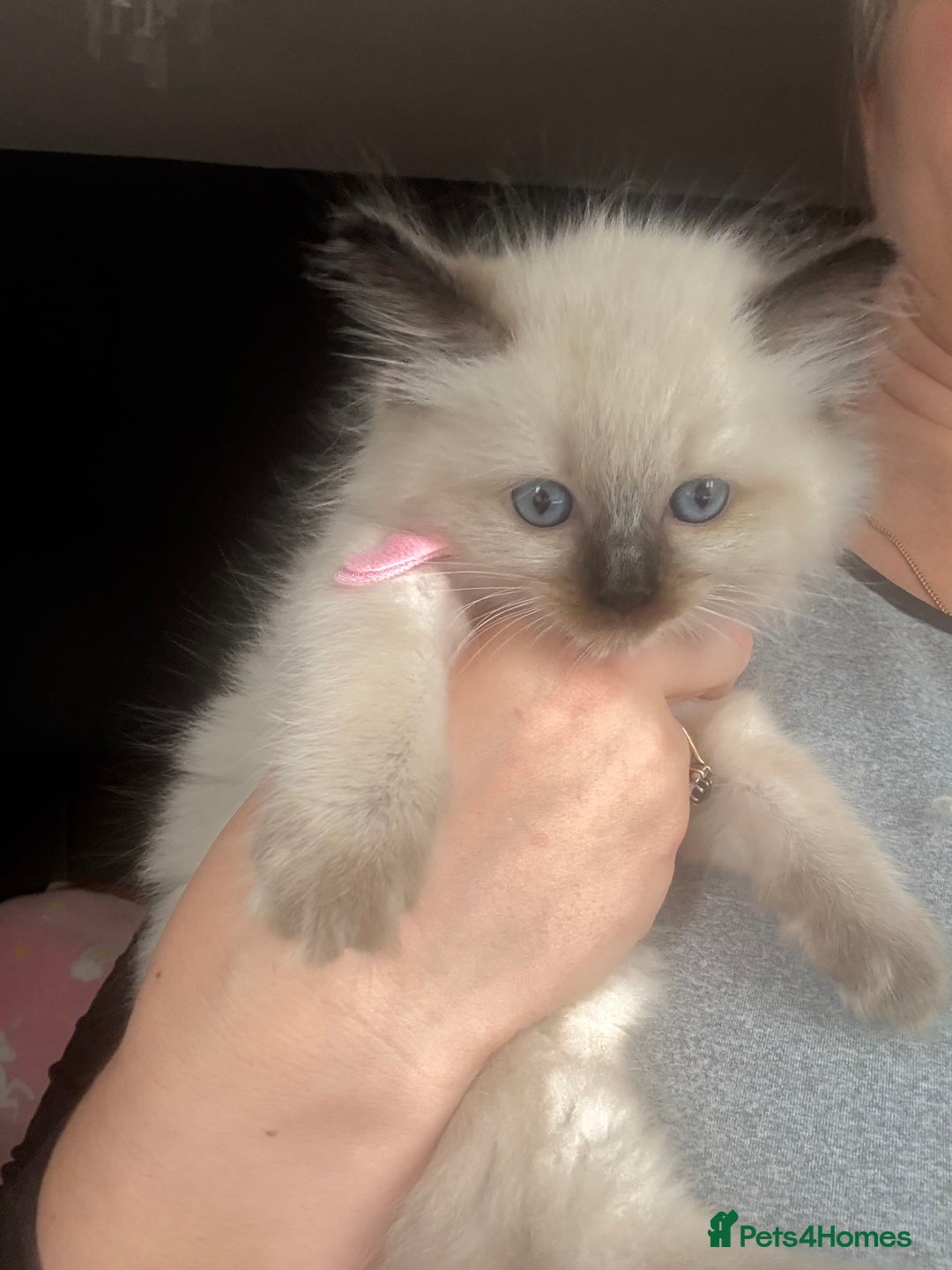 Ragdoll cats for sale: Gorgeous Ragdoll type Kitten - Image 6