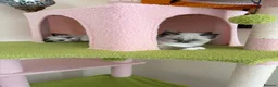 Ragdoll cats for sale: Magical - Advert 16