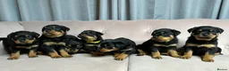 Rottweiler dogs for sale: Rottweiler puppies one boy & one girl left  - Advert 7