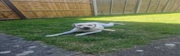 Labrador Retriever dogs for sale: Puppy Labrador  - Advert 5