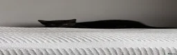 Domestic Shorthair cats for sale: Three kittens for sale  - Advert 11
