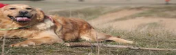 Golden Retriever dogs for sale: 35*GEN RARE RED SHOW LINE HEALTH CERTIFICATED - Advert 3