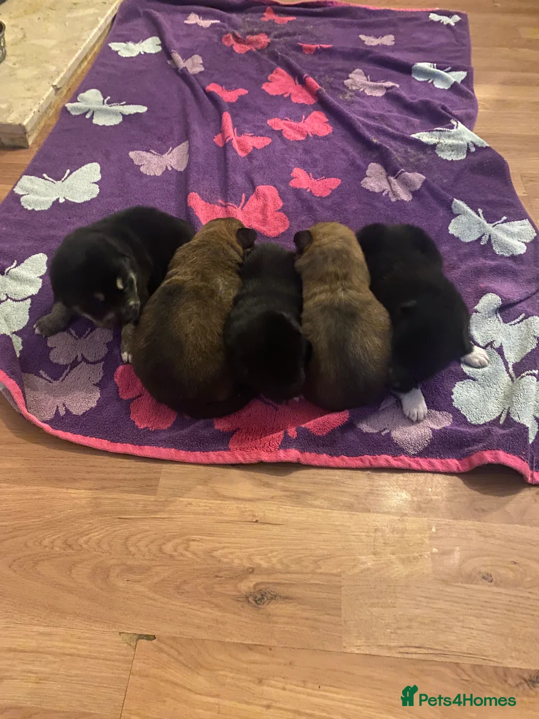 Mixed Breed dogs for sale: Border x Pomskys  - Advert 5