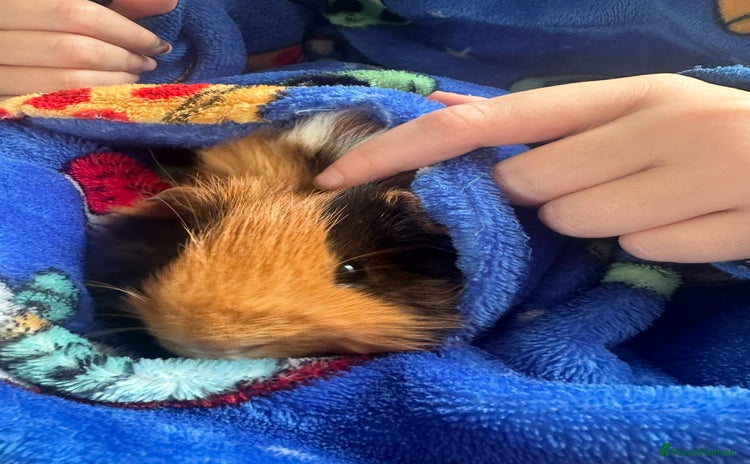 Guinea Pig rodents - Advert 9