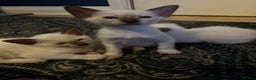 Siamese cats for sale: Beautiful Siamese females  - Advert 5