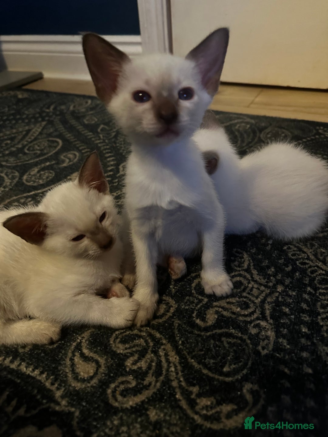 Siamese cats for sale: Beautiful Siamese females  - Advert 5