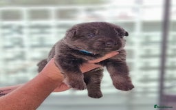 German Shepherd dogs for sale:  kc,health tested straight back german shepherd - Image 24