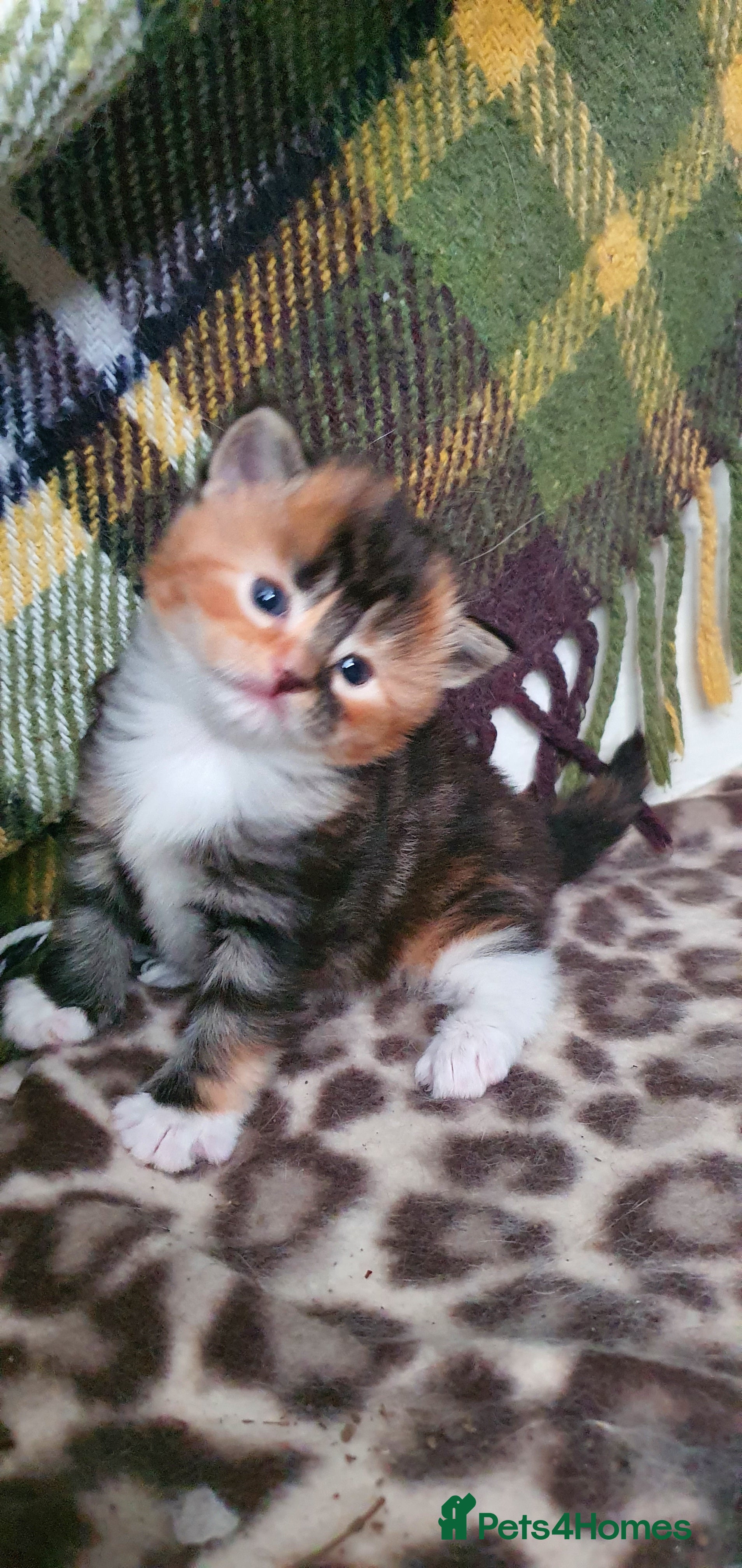 Persian cats Gorgeous rare colour Persian babies  - Advert 2