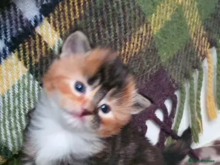 Persian cats Gorgeous rare colour Persian babies - Advert 2