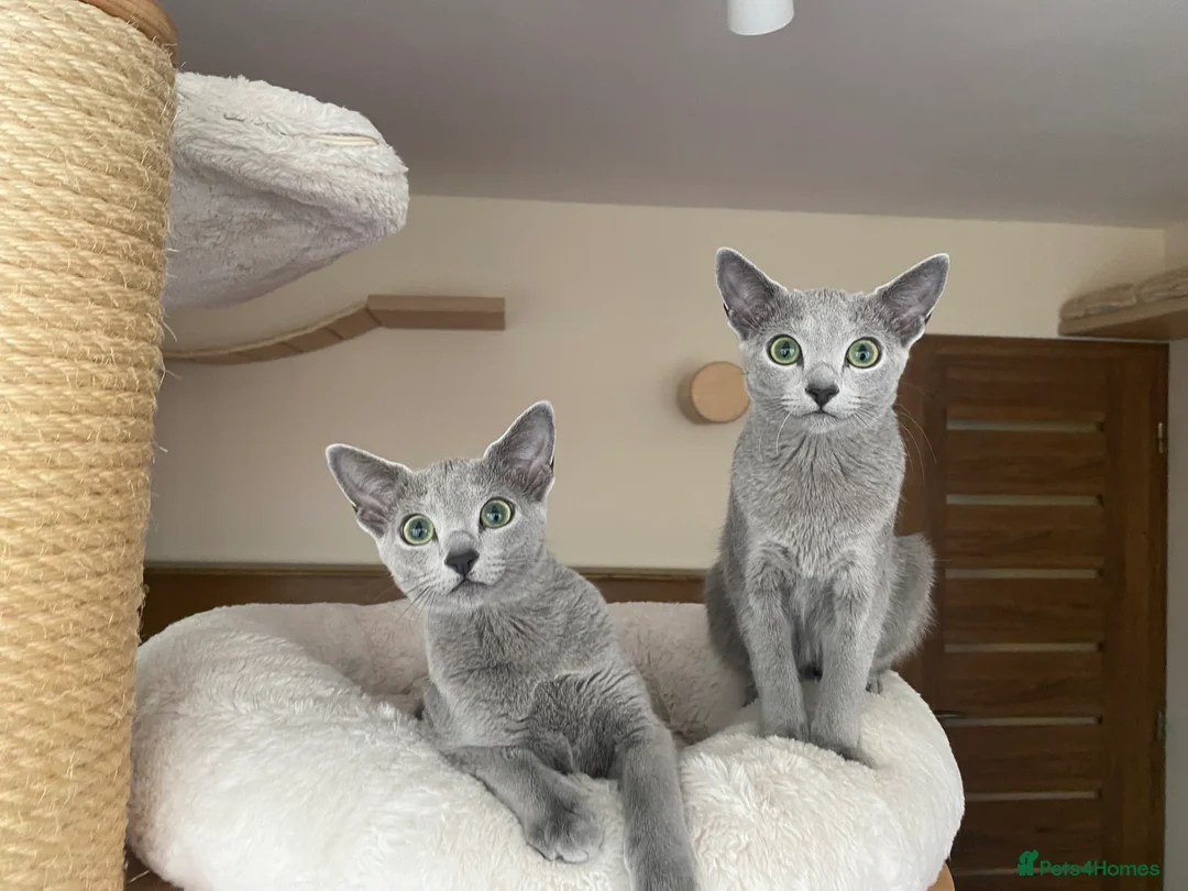 Russian Blue cats for sale: Two beautiful Russian Blue princesses available! - Advert 4