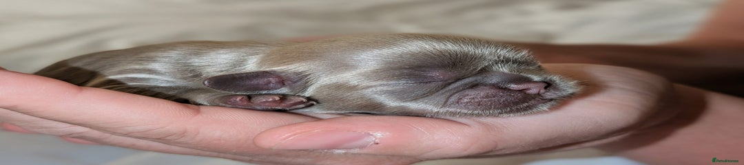 Shih Tzu Puppy 1