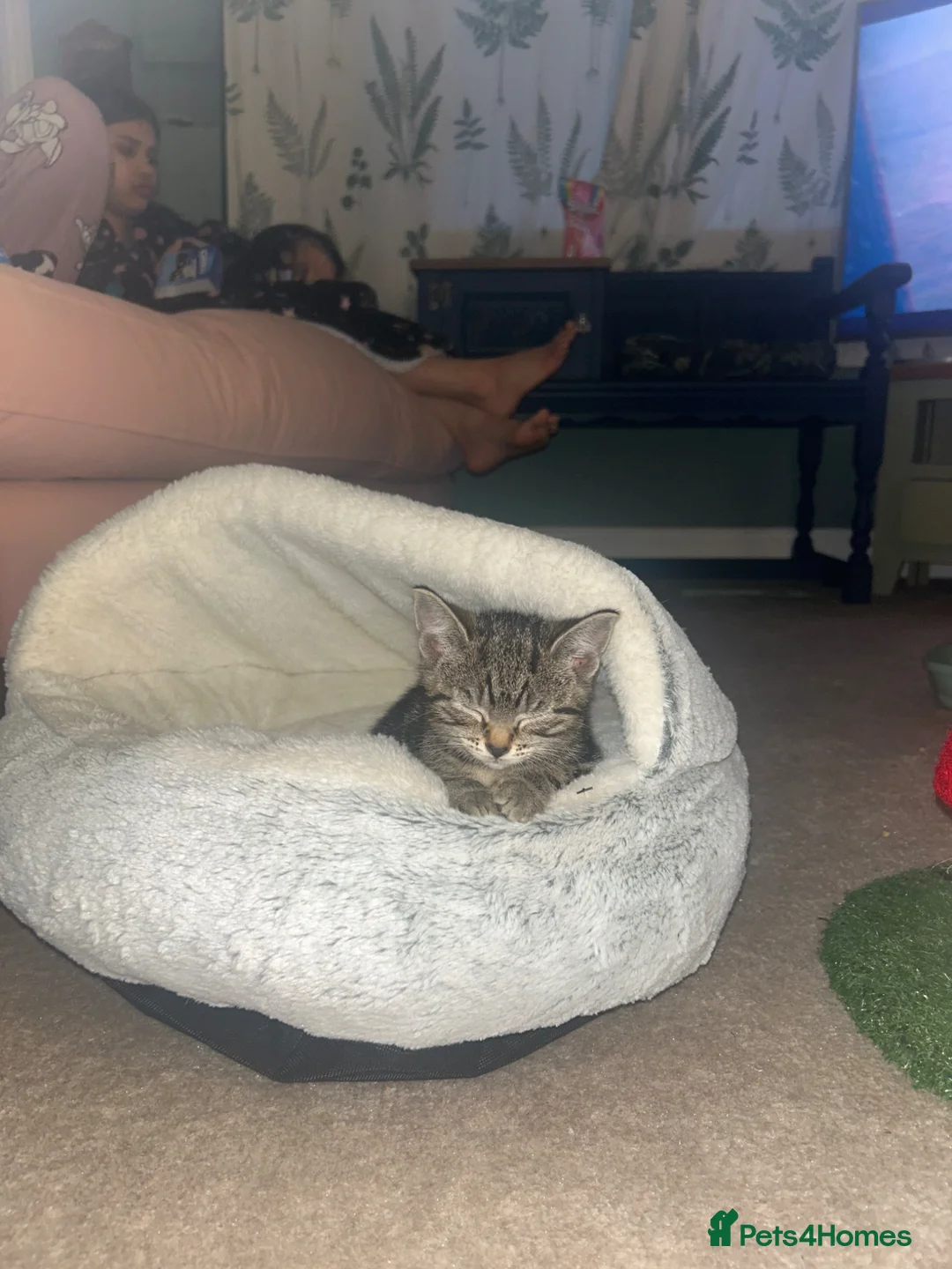 Mixed Breed cats for sale: Beautiful tabby British shorthair cross in Bury - Advert 4