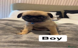 Pug dogs for sale: 4 beautiful puppy pugs - Image 4