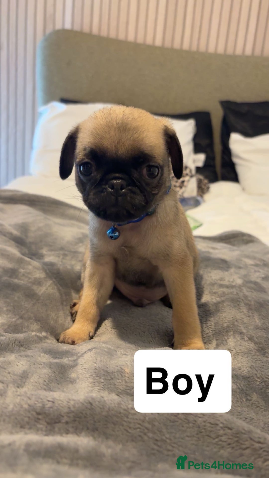 Pug dogs for sale: 4 beautiful puppy pugs - Image 4