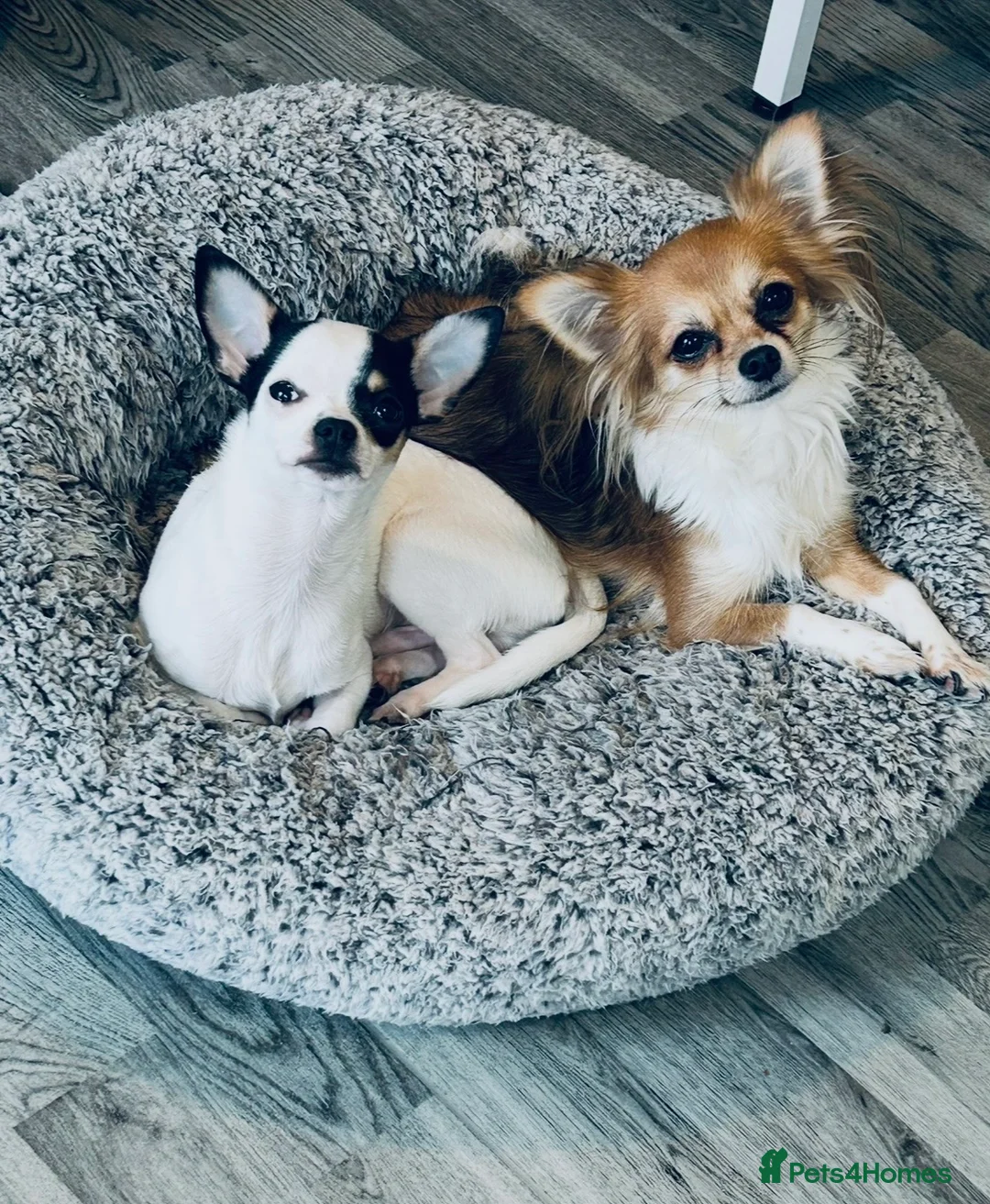 Chihuahua dogs for sale: Can you re home us both in Nottingham - Advert 1