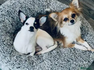 Chihuahua dogs Can you re home us both - Advert 1