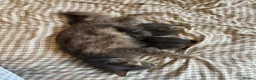 Mixed Breed cats for sale: Beautiful Half Maincoon/NorwegianFC X Russian Blue - Advert 1