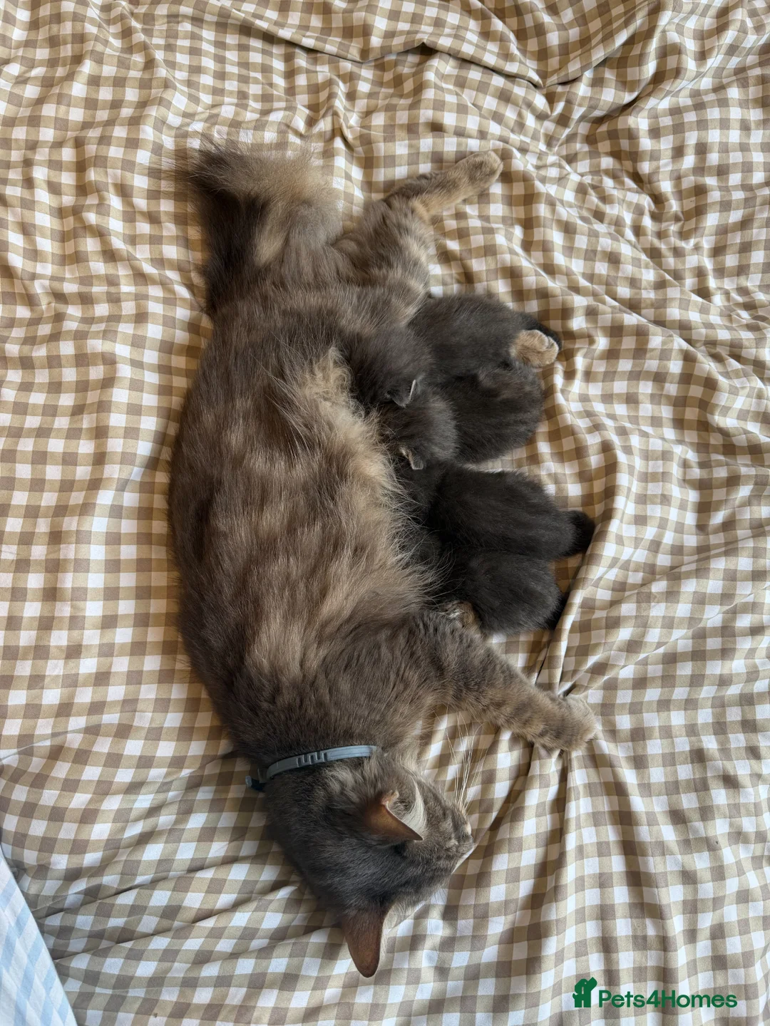 Mixed Breed cats for sale: Beautiful Half Maincoon/NorwegianFC X Russian Blue - Advert 1