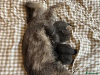 Mixed Breed cats Beautiful Half Maincoon/NorwegianFC X Russian Blue - Advert 14