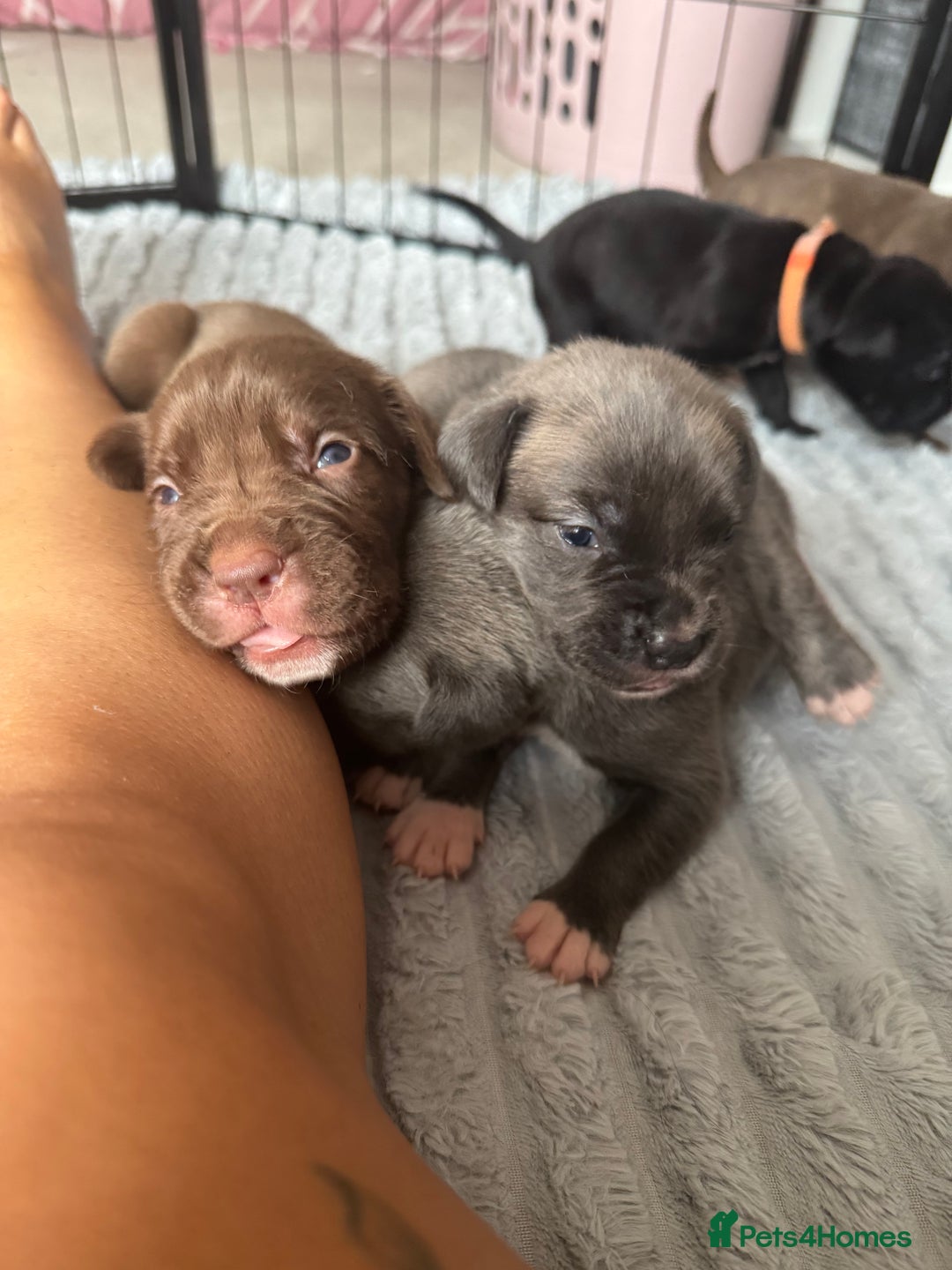 Mixed Breed dogs for sale: Rare breeding American x Bulldog x Cane Corso Pups - Image 29