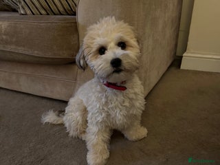 Mixed Breed dogs Male pup - Advert 1