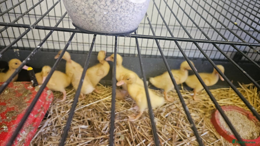 Ducks poultry for sale: Cherry valley Ducklings  - Image 2