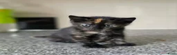 Pixie Bob cats for sale: Pixie bob kittens 3 female  - Advert 5