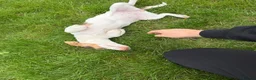 Jack Russell dogs for sale: Female jack russel for sale - Advert 4