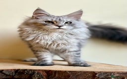 Maine Coon cats for sale: Beautiful pure bread maine coon kittens  - Image 20