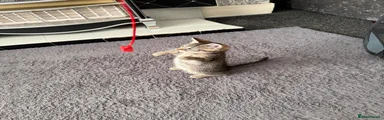 Benji