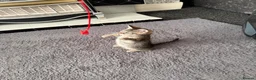 Bengal cats for sale: Bengal Kittens - Advert 10