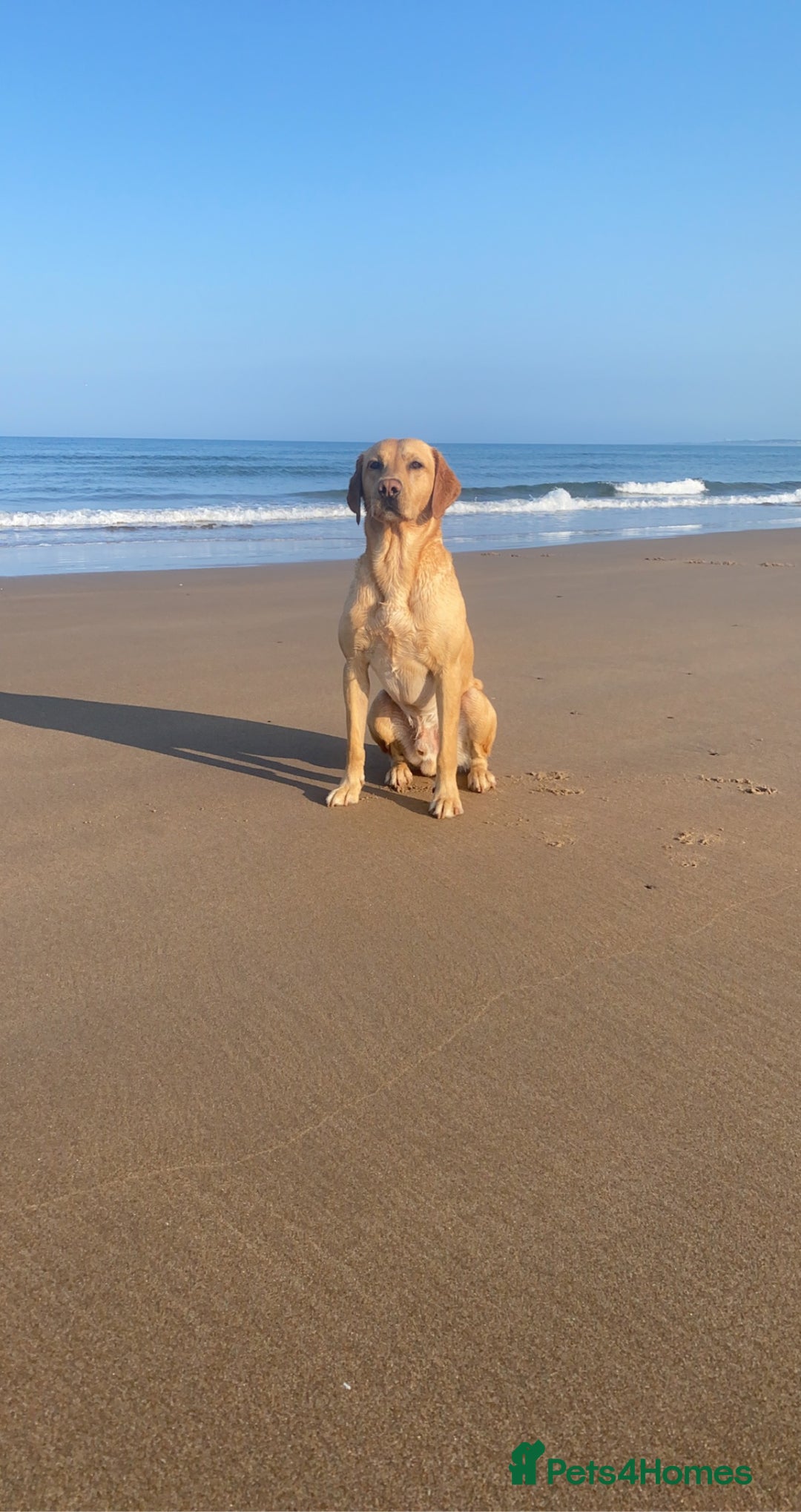 Labrador Retriever dogs for stud: WORKING LABRADOR STUD DOG - Advert 16