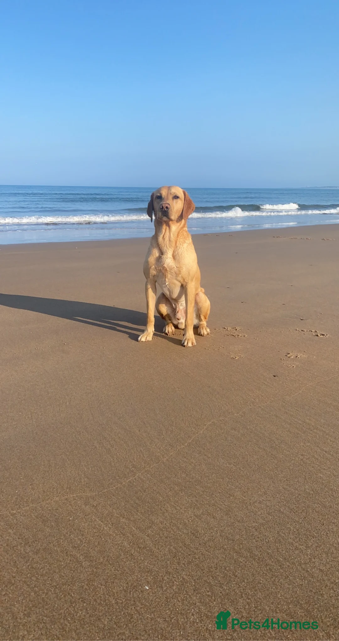 Labrador Retriever dogs for stud: WORKING LABRADOR STUD DOG - Advert 16