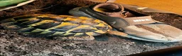 Hermann Tortoise reptiles for sale: Much loved male hermans - Advert 2