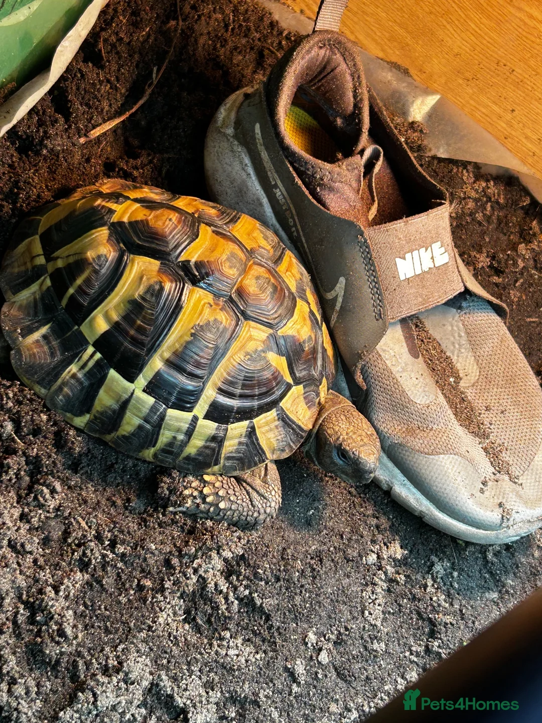 Hermann Tortoise reptiles for sale: Much loved male hermans - Advert 2