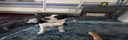 Border Collie dogs for sale: 5 month old boy  in Chester - Advert 3