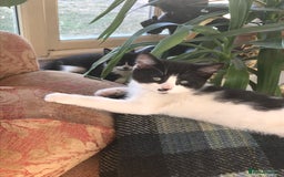 Mixed Breed cats for sale: 2 beautiful kittens  - Image 18
